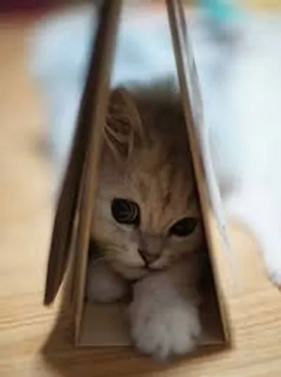 Illustration cranny - Image 2