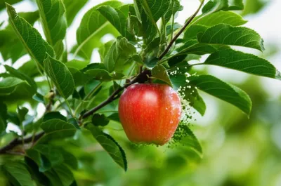 Illustration removed - Image 1