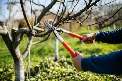 Illustration lopping - Image 1