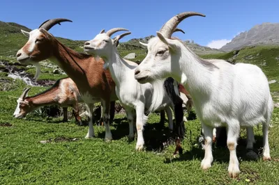 Illustration goats - Image 1