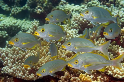 Illustration grunts - Image 1