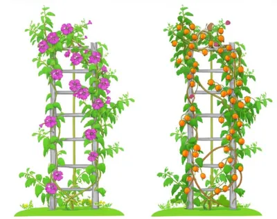 Illustration correlates - Image 1