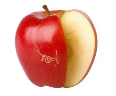 Illustration wormed - Image 1