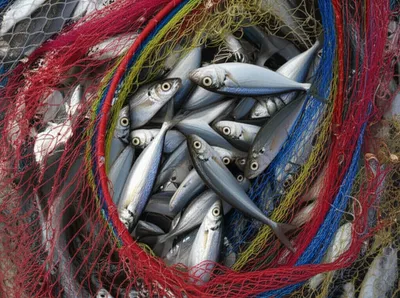 Illustration fouling - Image 1