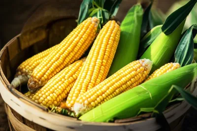 Illustration cobs - Image 1