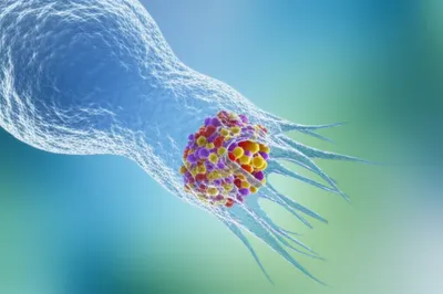 Illustration pseudopods