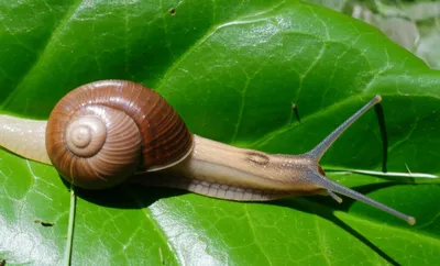 Illustration putting - Image 1