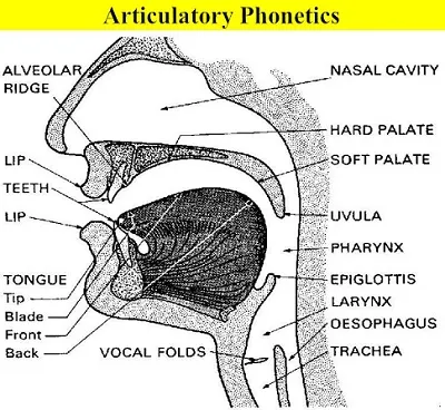 Illustration phonetics - Image 2