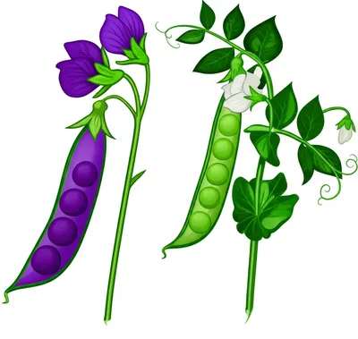 Illustration anlagen - Image 1