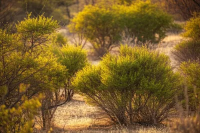 Illustration rooibos - Image 1