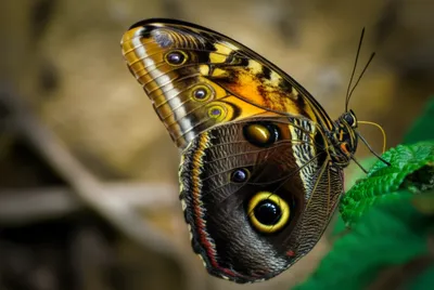 Illustration owl - Image 1