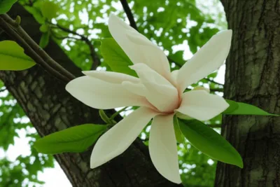 Illustration magnolia - Image 1