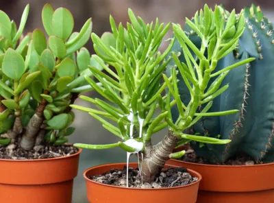 Illustration euphorbia