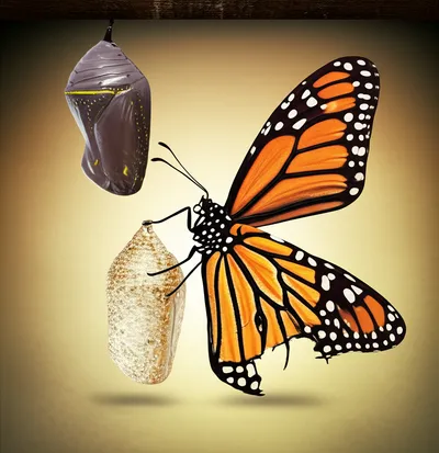 Illustration transform - Image 1