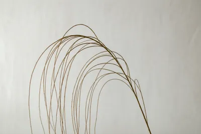 Illustration slim - Image 1