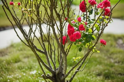 Illustration pruned - Image 1