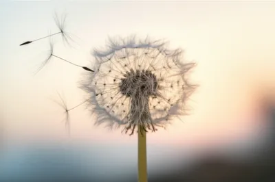 Illustration soft - Image 1