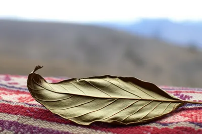 Illustration cocas - Image 1