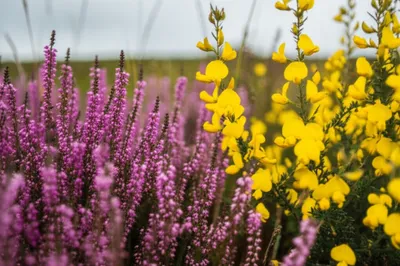 Illustration ling - Image 1