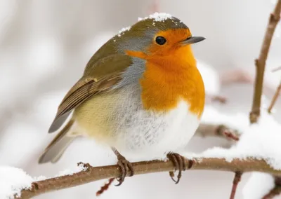 Illustration rufous - Image 1