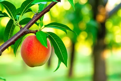 Illustration mellow - Image 1