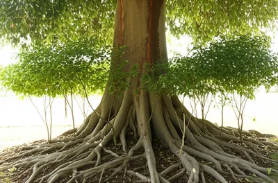 Illustration underwrites - Image 1