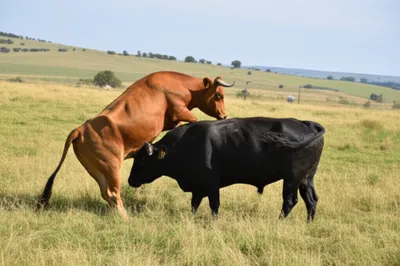 Illustration bulling - Image 1