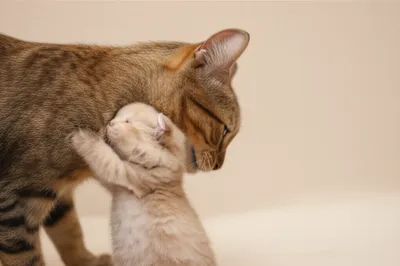 Hình ảnh minh họa scruff - Ảnh 1