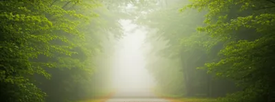 Illustration fog - Image 1