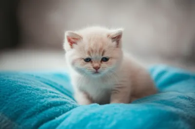 Illustration cushion - Image 1