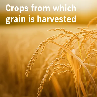 Illustration grain - Image 1