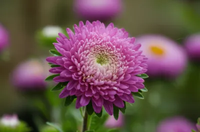 Illustration marguerites - Image 1