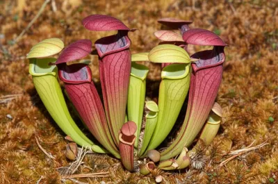 Illustration sarracenia - Image 1