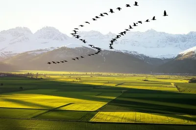 Illustration migrates - Image 1