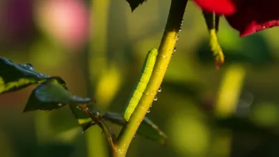 Illustration creeping - Image 1