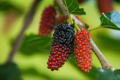 Illustration murrey - Image 1