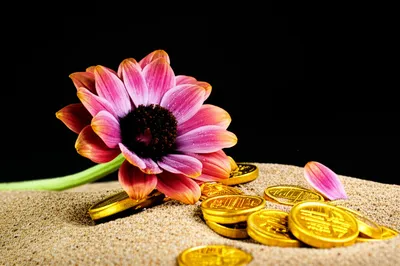 Illustration frets - Image 1