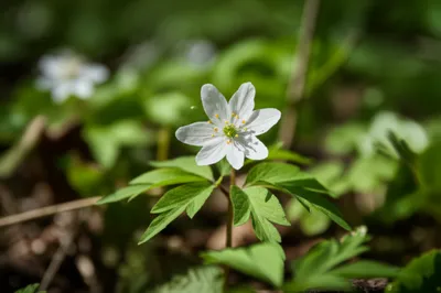 Illustration windflower