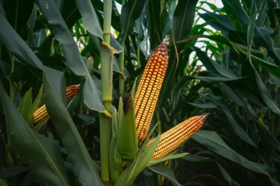 Illustration cobs - Image 1