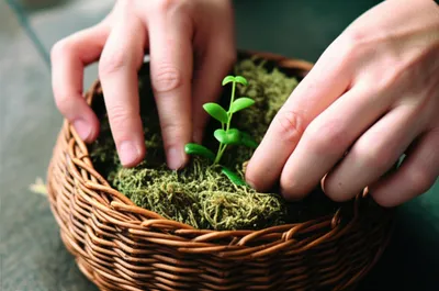 Illustration cradling - Image 1