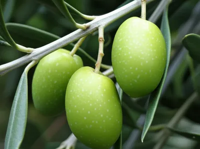 Illustration olives - Image 1