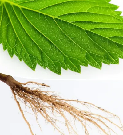 Illustration thrums - Image 1