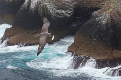 Illustration titi - Image 1