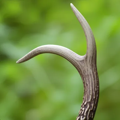 Illustration prong - Image 1