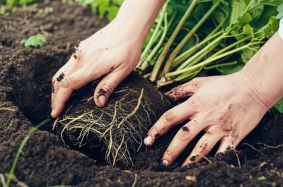 Illustration rooted - Image 1