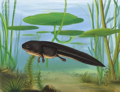 Illustration pollywog