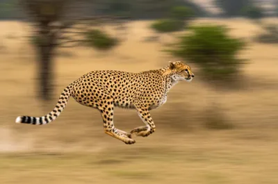 Illustration cheetahs