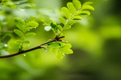 Illustration ramus - Image 1