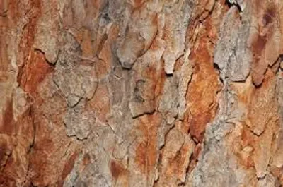 Illustration scale - Image 3