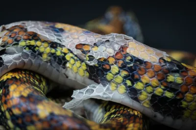 Illustration scaled - Image 1